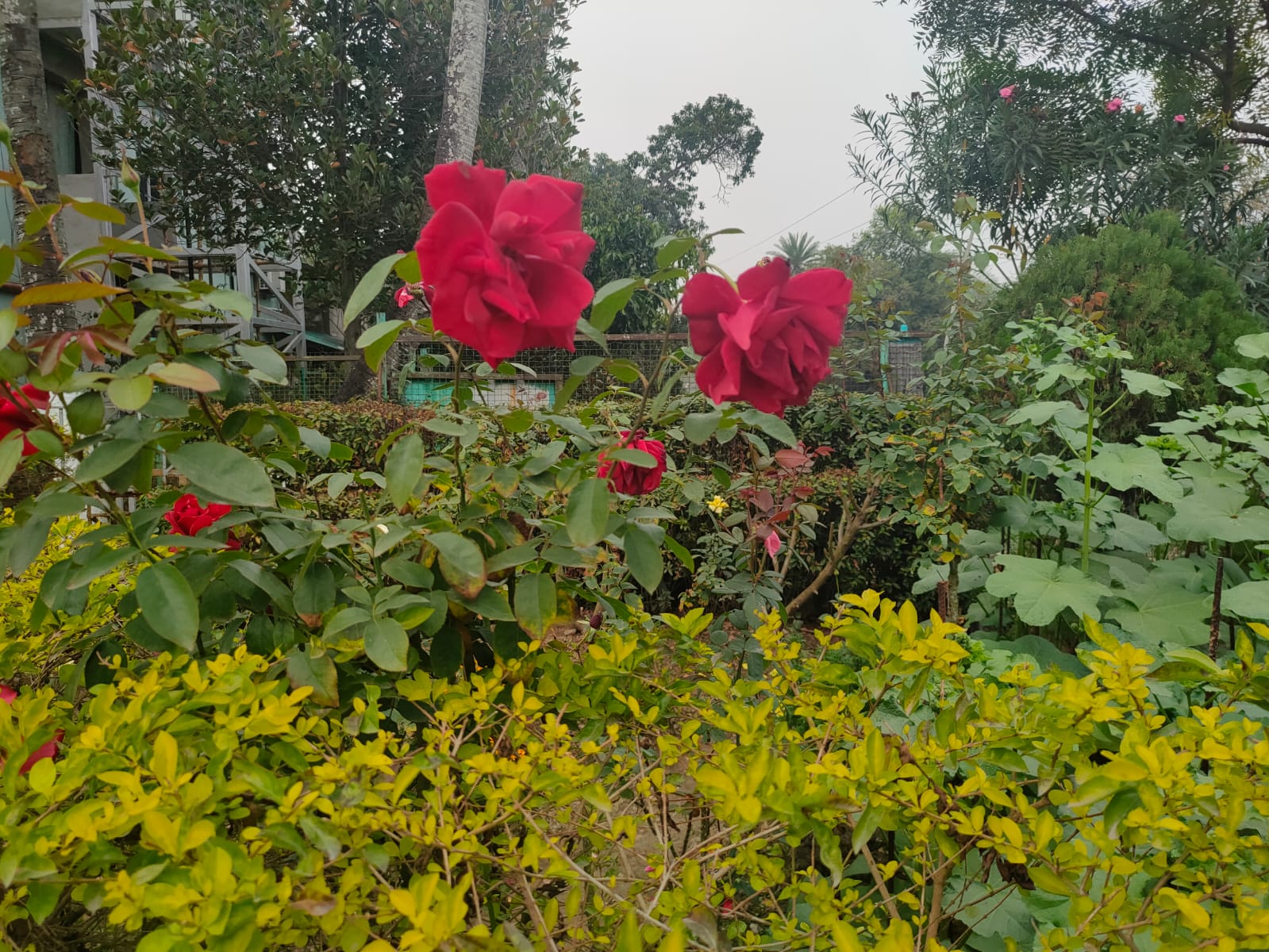 School Garden